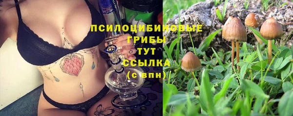 сатива Зеленокумск